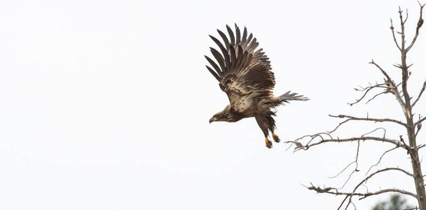 αετός σε άγρια κατάσταση, πουλί. Φύση, πανίδα - Φωτογραφία, εικόνα