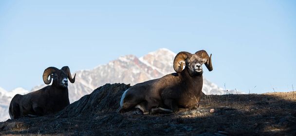Ovejas Bighorn, carneros. naturaleza, fauna
 - Foto, Imagen