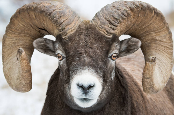 Bighorn Sheep, ram. nature, fauna - Photo, Image