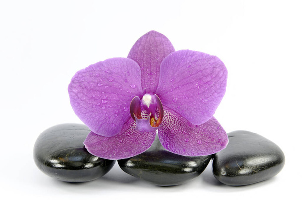 orchid flower plant, flora - Photo, Image