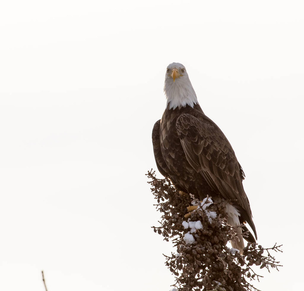 eagle in wild, bird. Nature, fauna - Photo, Image