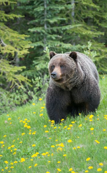 Vahşi boz ayı. Doğa, fauna - Fotoğraf, Görsel
