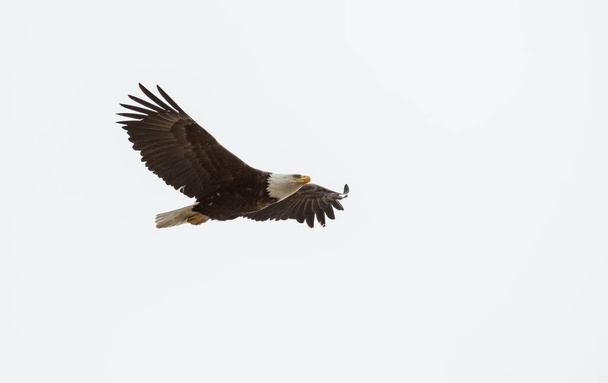 Bald Eagle - Photo, Image
