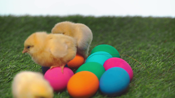 Fókusz húzza a kis csirkék közelében húsvéti tojás  - Felvétel, videó