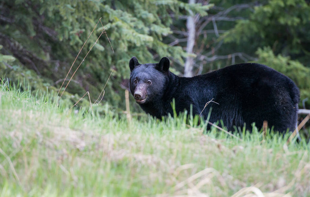 Wild black bear. Nature, fauna - Foto, imagen