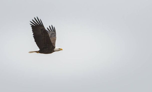 eagle in wild, bird. Nature, fauna - Photo, Image