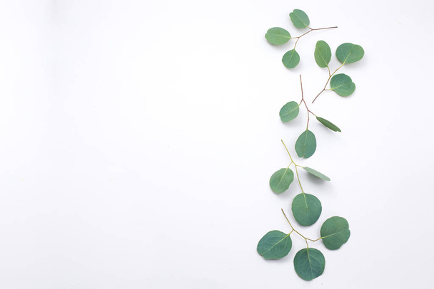 Marco de eucalipto hecho de flores de algodón y ramas de eucalipto sobre fondo blanco. Asiento plano, vista superior. espacio de copia
 - Foto, Imagen