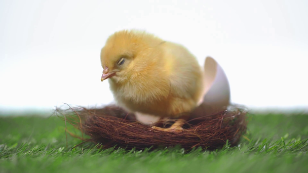 χαριτωμένο κοτόπουλο κάθεται στη φωλιά απομονώνονται σε λευκό  - Πλάνα, βίντεο