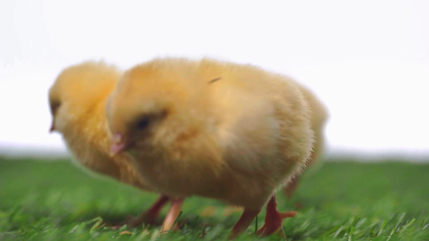 foco rack de pequenas galinhas isoladas em branco
  - Filmagem, Vídeo