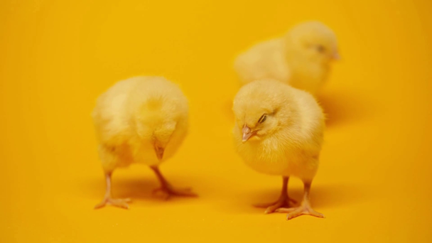 εστίαση έλξης του ανθρώπου αγγίζοντας κοτόπουλο σε κίτρινο  - Πλάνα, βίντεο