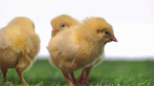 rack focus of chickens on grass isolated on white  - Video, Çekim