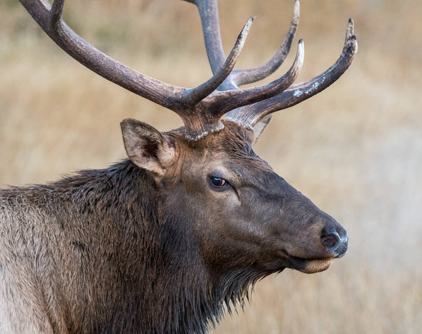 Elk in wild, animal. Nature, fauna - Photo, Image