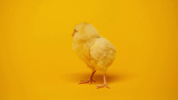 fluffy and small chicken on yellow  - Video, Çekim