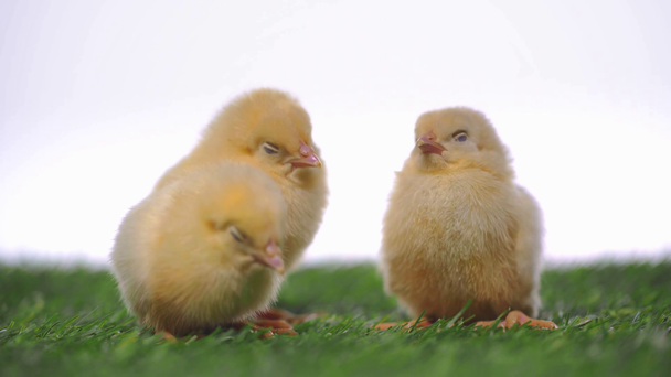 selective focus of small chickens on white  - Video, Çekim