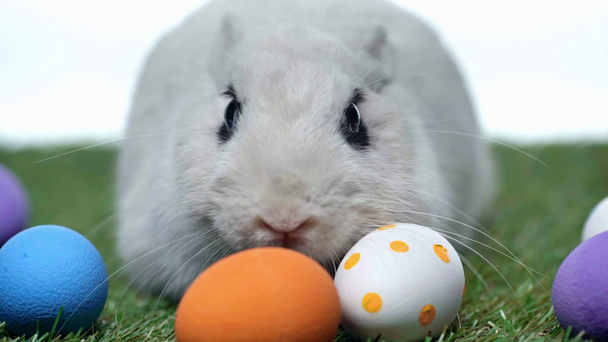 selective focus of rabbit near easter eggs isolated on white  - Video, Çekim