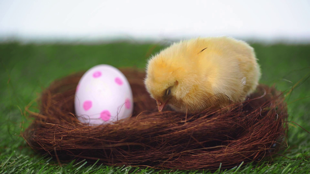 petit poulet près de l'oeuf de Pâques pointillé dans le nid
 - Séquence, vidéo