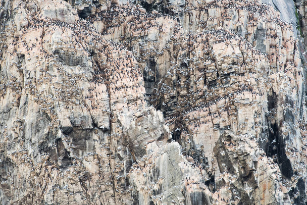 Colonia de aves en la isla Baffin
 - Foto, Imagen