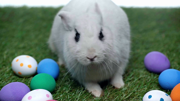 cute rabbit near easter eggs on grass  - Кадры, видео