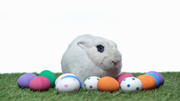 królik w pobliżu jaj wielkanocnych na trawie odizolowany na białym  - Materiał filmowy, wideo