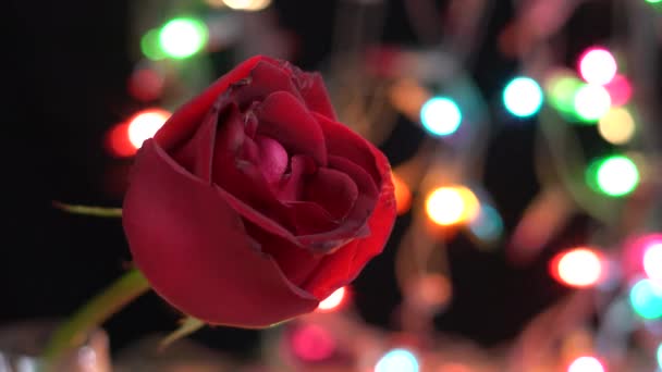 Červená růže na světle barva jiskří pozadí Video - Záběry, video