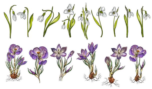 vector set of spring flowers. Spring flowers. - Vetor, Imagem