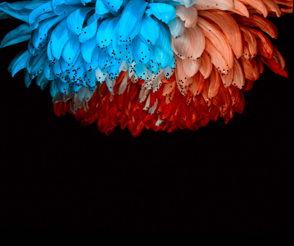 Ongewone rode en blauwe Dahlia. Low Key studio shot van een heldere bloem. Goed voor schermachtergrond Wallpapers. - Foto, afbeelding