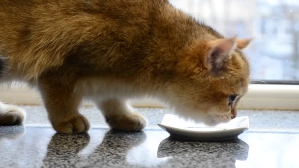 Şirin İngiliz kedi yavrusu çay tabağından taze süt okşuyor. - Video, Çekim