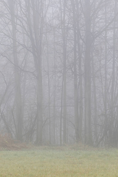 Trees beaing seen throught the fog.  - Zdjęcie, obraz