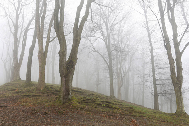 Bomen op een steegje gehuld in mist. - Foto, afbeelding