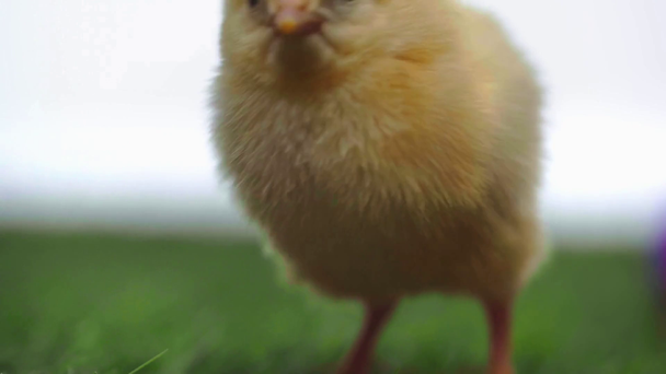 εστίαση έλξης του ανθρώπου αγγίζοντας μικρά κοτόπουλα  - Πλάνα, βίντεο