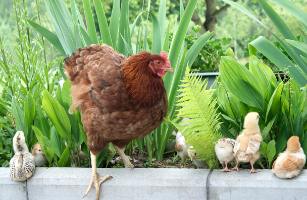 κοτόπουλο οικογένεια στο πράσινο γκαζόν - Φωτογραφία, εικόνα
