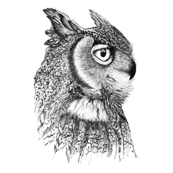 Portrait of a noble owl in profile - Vector, Image