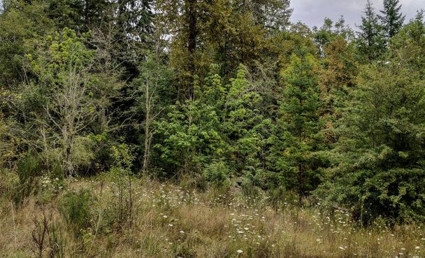 Deslumbrante Deschutes Falls Park con arbustos verdes y árboles bonitos en Thurston County Yelm Washington State
 - Foto, imagen
