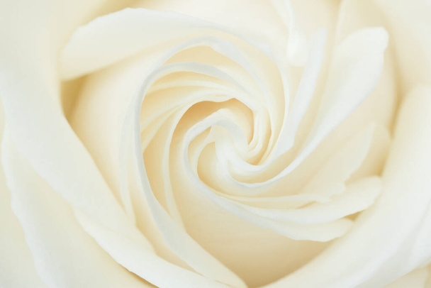 A close-up of a white rose - Photo, image