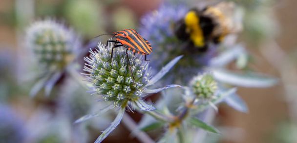 Striped bug on a noble thistle - Photo, Image