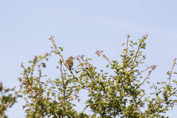 young shrike sitting on branch, selective focus - Photo, Image