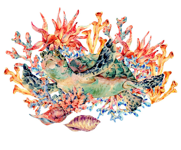 Акварель старинный морской флоры и фауны
 - Фото, изображение