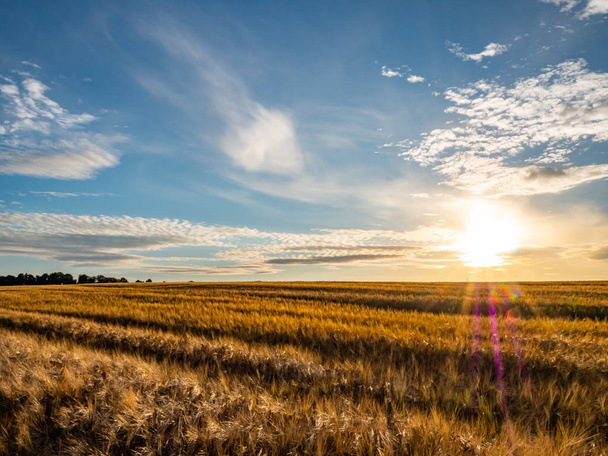 Kukoricaföld a naplementében a vidéken - Fotó, kép