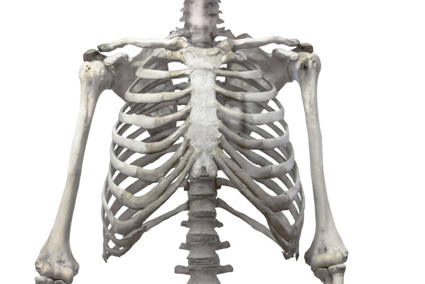 Mellkasi gerinc, mellkas és csontbordák fehér alapon izolált karokkal és vállakkal. - Fotó, kép