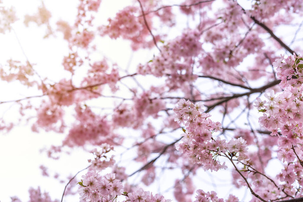 Beautiful tender tree blossom in sun light, floral background, spring blooming flowers - Fotó, kép