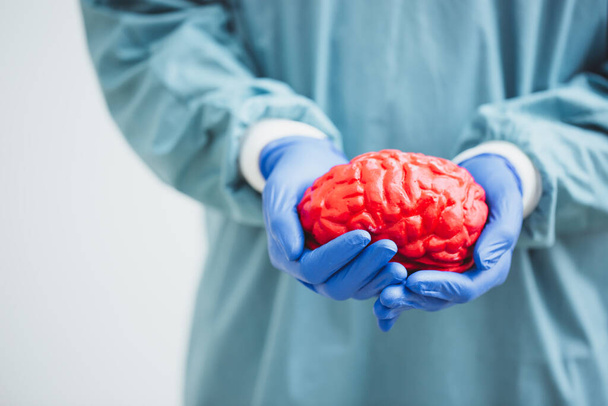 cirujano sosteniendo un cerebro.Anatomía modelo de cerebro humano
. - Foto, Imagen