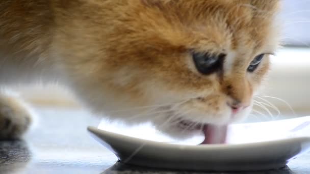 İngiliz soyundan tatlı altın kedi yavrusu çay tabağından taze süt yalıyor, kedinin yüzünü yakından görüyor. - Video, Çekim