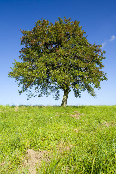 Lonely apple tree on a field, by Beckingen, Saarland / Germany,  - 写真・画像