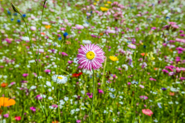 prado de flores en el verano
 - Foto, Imagen
