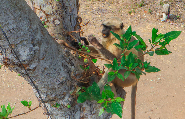 Egy majom gyümölcsöt eszik egy fán Indiában. - Fotó, kép