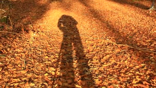 Χρυσά, πορτοκαλί και καφέ φύλλα στο έδαφος την ημέρα του φθινοπώρου - Πλάνα, βίντεο