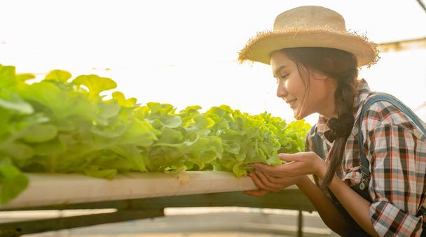 Portrait of beautiful woman farmer harvesting vegetables from hydroponics farm in morning.Hydroponics,Organic fresh harvested vegetables,Farmers working with hydroponic vegetable garden at greenhouse. - Фото, зображення