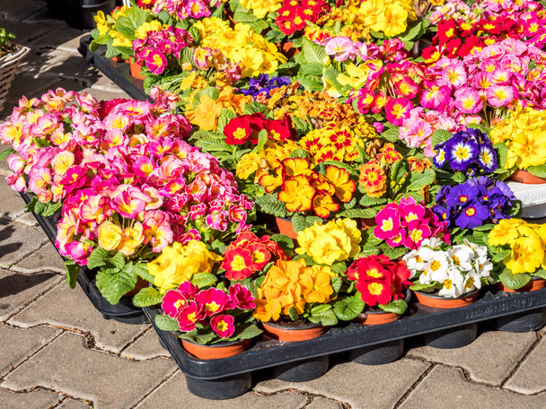 Flower shop in the spring - Фото, изображение