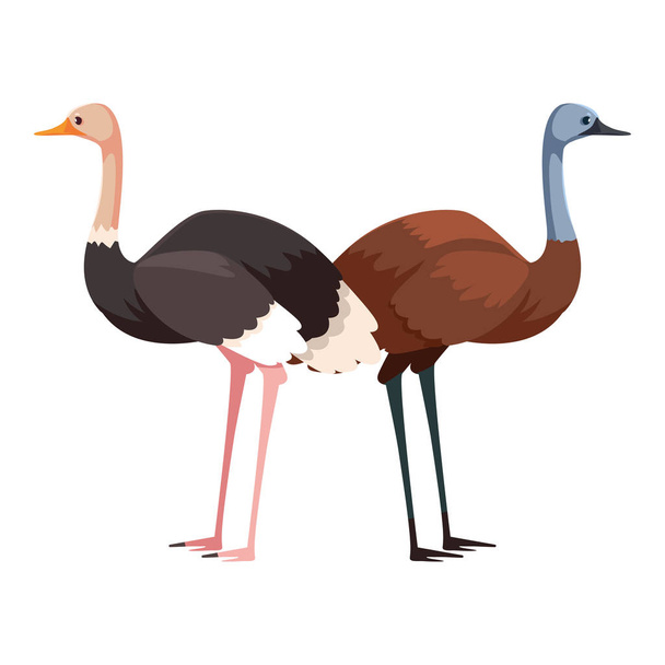 emu and ostrich on white background - Vector, Image