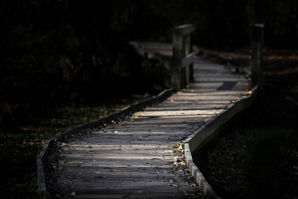 S forma passerella in legno curvato sul pavimento della foresta scura
 - Foto, immagini
